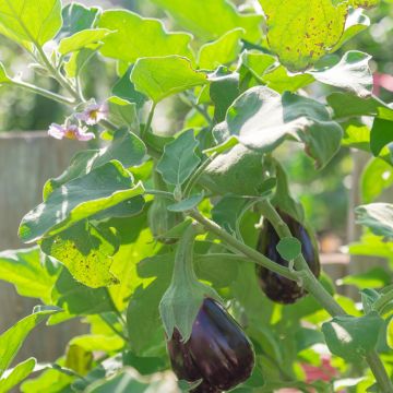 Solanum melongea Black Beauty - Aubergine, Beringène, Bringèle, Mélongène, Marignan, Mélancanne