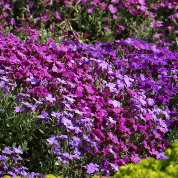 Aubrieta Cascade Mix