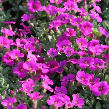 Aubrieta Rose-Red