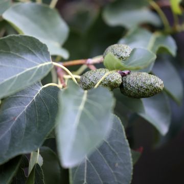 Aliso napolitano - Alnus cordata