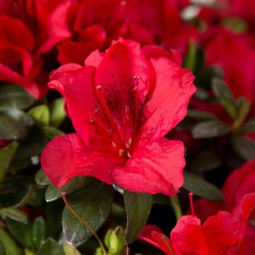 Azalea ENCORE Autumn Fire