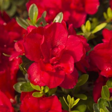 Azalea ENCORE Bonfire