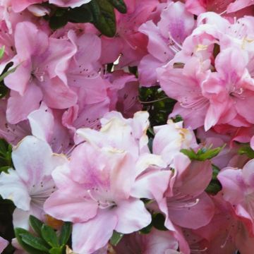 Azalea japonica ENCORE Debutante