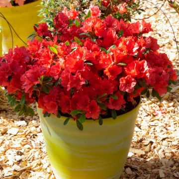Azalea japonica ENCORE Sunset