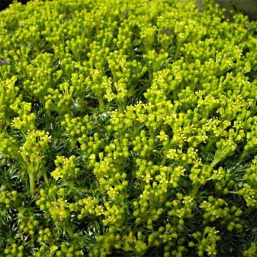 Azorella trifurcata Nana - Panceta de vaca