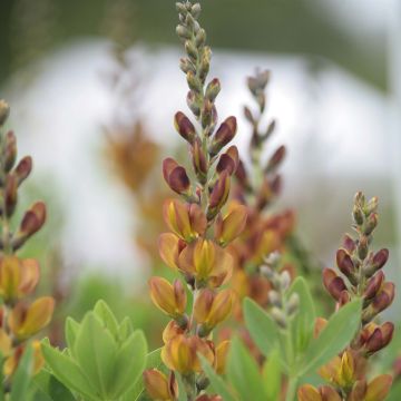 Baptisia Brownie Points