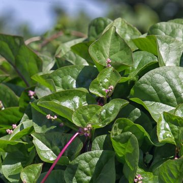 Espinaca de Malabar Select Red - Basella alba