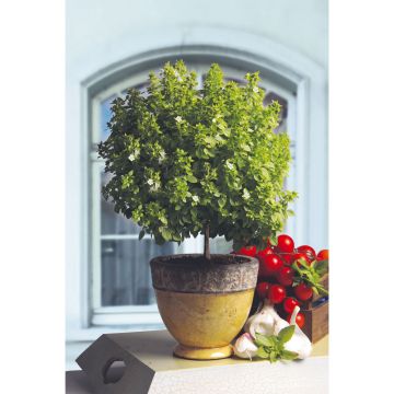 Albahaca El Greco