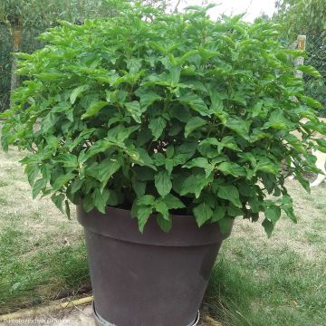 Albahaca Selloi