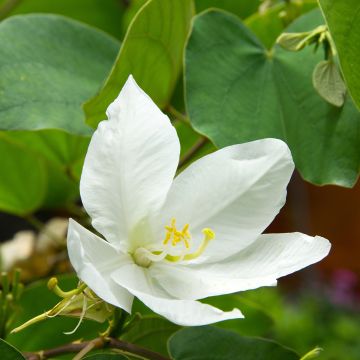 Bauhinia acuminata - Pata de vaca