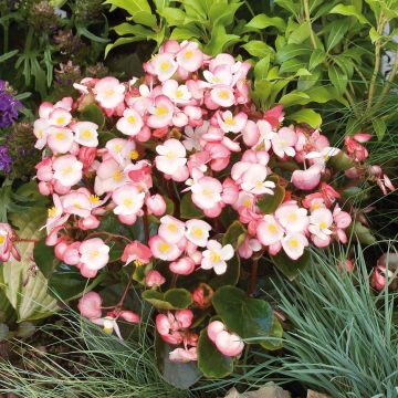 Begonia Siempre-florida Maxima Rose Bicolor