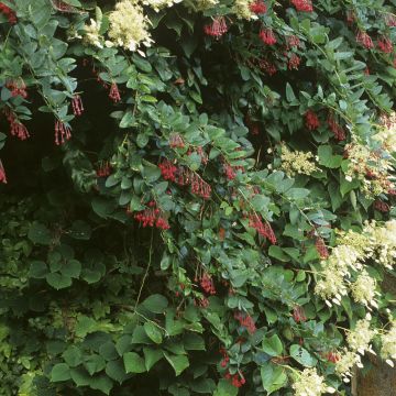 Berberidopsis corallina - Michay rojo