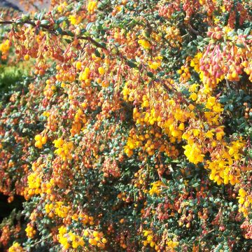 Agracejo- Berberis stenophylla Corallina Compacta