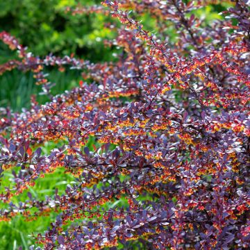 Agracejo japonés - Berberis thunbergii Concorde