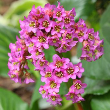 Bergenia cordifolia - Hortensia de invierno