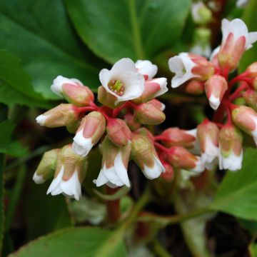 Bergenia cordifolia Silberlicht - Hortensia de invierno