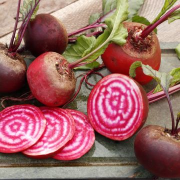 Remolacha de mesa Chioggia