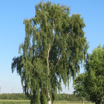 Abedul común - Betula pendula