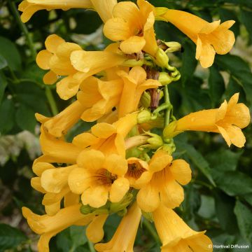 Enredadera de trompeta Golden Trumpet - Campsis