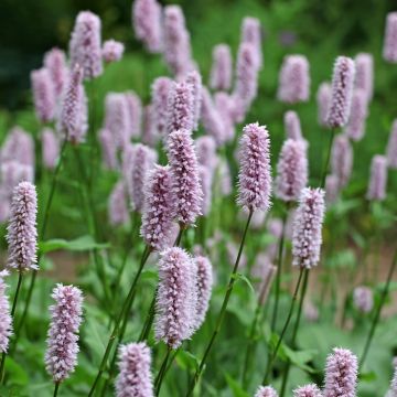 Bistorta - Bistorta officinalis