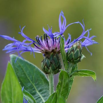Centaurea montana - Aciano de montaña
