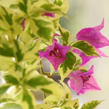 Buganvilla glabra Variegata