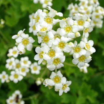 Boykinia major