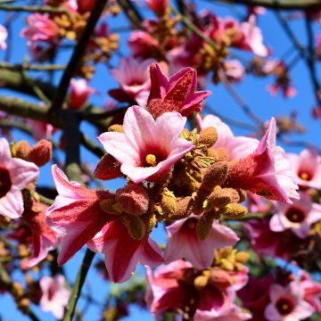 Brachychiton discolor - Brachichito rosa