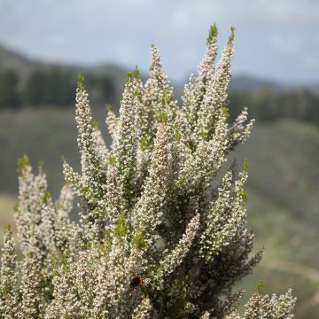 Erica arborea Pink Joy - Brezo blanco