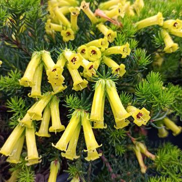 Erica nana Limoncello - Brezo enana