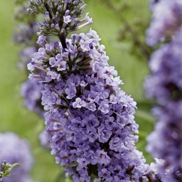 Buddleja davidii High Five Purple
