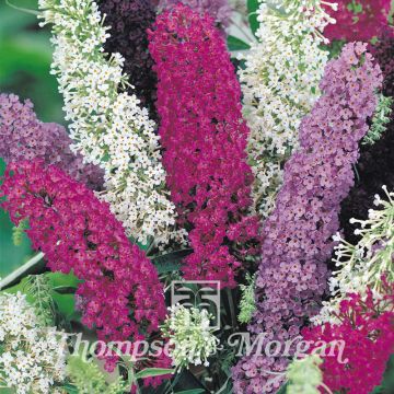 Buddleja davidii