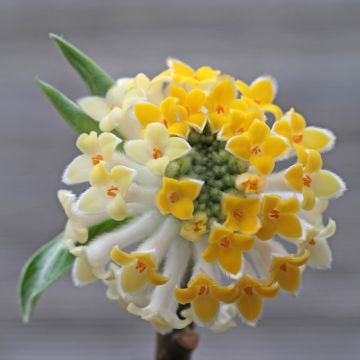 Edgeworthia chrysantha Winter Liebe - Arbusto del papel