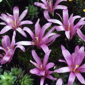 Bulbocodium vernum - Cólquico de primavera