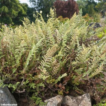 Cheilanthes lanosa - Helecho de labios peludos