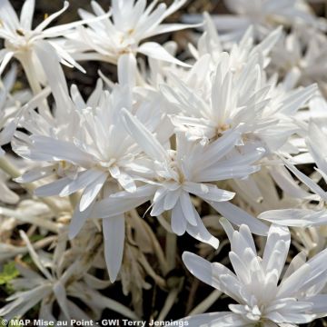 Colchicum autumnale Alboplenum - Cólquico