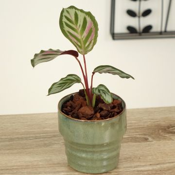 Calathea Peacock - Calatea