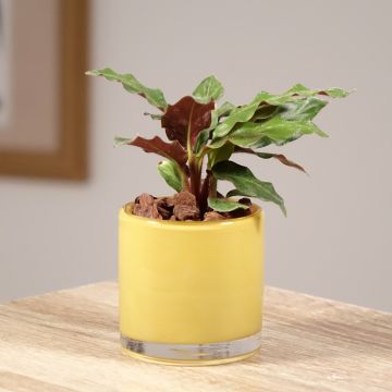 Calathea rufibarba - Calatea