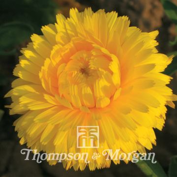 Caléndula Chrysantha