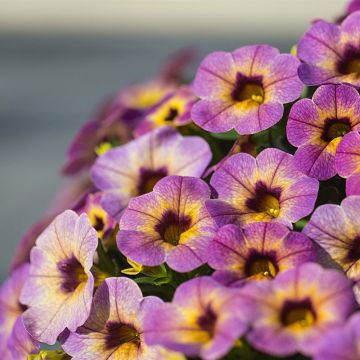 Calibrachoa hybrida Chamaeleon Blueberry Scone
