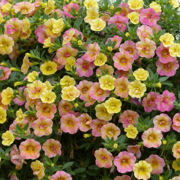 Calibrachoa hybrida Chamaeleon Double Pink Yellow