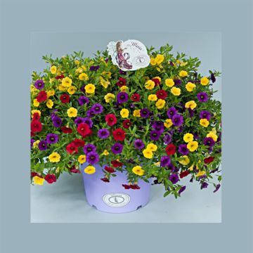Calibrachoa hybrida Noa Mixis Cleantha