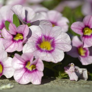 Calibrachoa hybrida Noa Princess