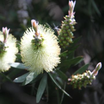 Escobillón rojo Albus - Callistemon citrinus