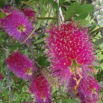 Escobillón rojo Burgundy - Callistemon citrinus