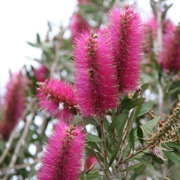 Escobillón rojo Mauve Mist - Callistemon citrinus