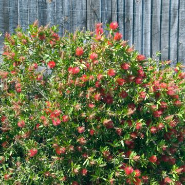 Escobillón rojo Splendens - Callistemon citrinus