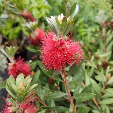 Callistemon masotti Mini Red - Limpiatubos