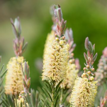 Callistemon pityoides Widdicomb Gem - Limpiatubos