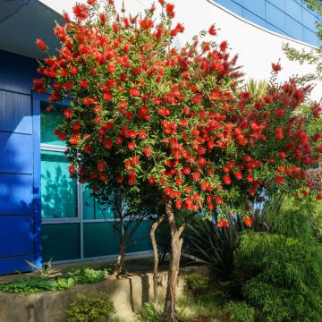 Callistemon rigidus - Limpiatubos